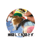 はむ子 日常スタンプ（個別スタンプ：10）