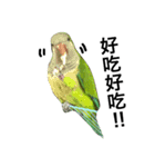 インコ-ボボ（個別スタンプ：1）