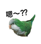 インコ-ボボ（個別スタンプ：4）