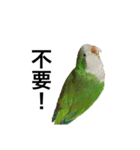 インコ-ボボ（個別スタンプ：5）
