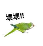インコ-ボボ（個別スタンプ：6）