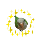 インコ-ボボ（個別スタンプ：7）