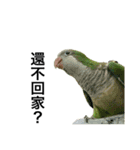 インコ-ボボ（個別スタンプ：8）