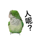インコ-ボボ（個別スタンプ：9）