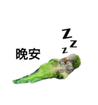 インコ-ボボ（個別スタンプ：10）