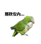 インコ-ボボ（個別スタンプ：11）