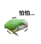 インコ-ボボ（個別スタンプ：13）