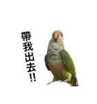 インコ-ボボ（個別スタンプ：15）
