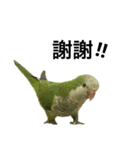 インコ-ボボ（個別スタンプ：16）