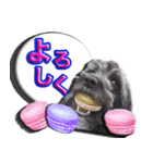 僕は、フレンドリーなワンコ、ココ！（個別スタンプ：3）