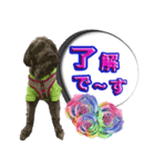 僕は、フレンドリーなワンコ、ココ！（個別スタンプ：5）
