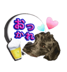 僕は、フレンドリーなワンコ、ココ！（個別スタンプ：6）