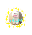 キャロミシェ（個別スタンプ：6）