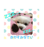 キャロミシェ（個別スタンプ：11）