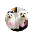 キャロミシェ（個別スタンプ：24）