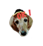 愛犬ふらわーちゃん（個別スタンプ：1）