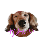 愛犬ふらわーちゃん（個別スタンプ：2）
