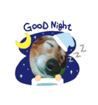 愛犬ふらわーちゃん（個別スタンプ：3）