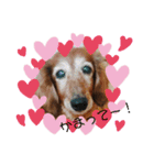 愛犬ふらわーちゃん（個別スタンプ：4）