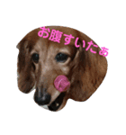 愛犬ふらわーちゃん（個別スタンプ：5）