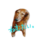 愛犬ふらわーちゃん（個別スタンプ：8）