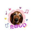 愛犬ふらわーちゃん（個別スタンプ：9）