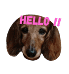 愛犬ふらわーちゃん（個別スタンプ：10）