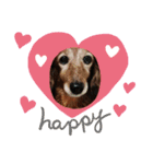 愛犬ふらわーちゃん（個別スタンプ：13）