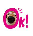 愛犬ふらわーちゃん（個別スタンプ：14）