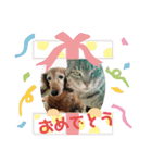 愛犬ふらわーちゃん（個別スタンプ：15）
