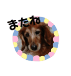 愛犬ふらわーちゃん（個別スタンプ：16）