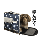 ベルゼ犬（個別スタンプ：1）