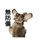 ベルゼ犬（個別スタンプ：3）