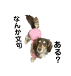 ベルゼ犬（個別スタンプ：4）