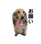 ベルゼ犬（個別スタンプ：7）