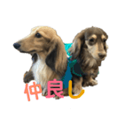 ベルゼ犬（個別スタンプ：8）