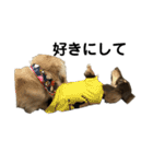 ベルゼ犬（個別スタンプ：10）