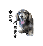 ベルゼ犬（個別スタンプ：11）