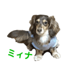 ベルゼ犬（個別スタンプ：12）