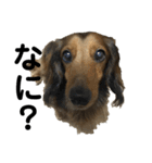 ベルゼ犬（個別スタンプ：13）