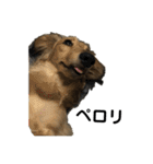 ベルゼ犬（個別スタンプ：14）