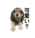 ベルゼ犬（個別スタンプ：15）
