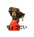 ベルゼ犬（個別スタンプ：16）