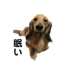 ベルゼ犬（個別スタンプ：17）