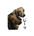 ベルゼ犬（個別スタンプ：18）