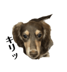 ベルゼ犬（個別スタンプ：19）