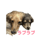 ベルゼ犬（個別スタンプ：20）