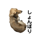 ベルゼ犬（個別スタンプ：21）