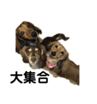 ベルゼ犬（個別スタンプ：22）