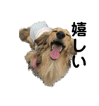 ベルゼ犬（個別スタンプ：24）